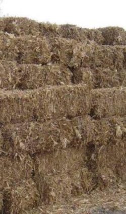 Venta de pacas de Zacate de maíz en Toluca 80 c/u 