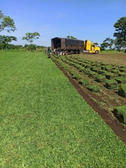 VENTA DE PASTO SAN AGUSTÍN 