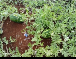 Vendo 10,000 hectareas en Cono sur.