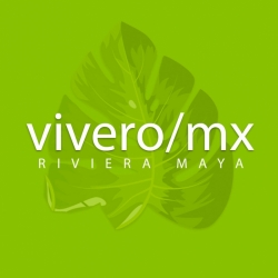 Plantas decorativas en playa del carmen - viveromx