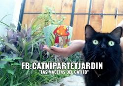 CATNIP ARTE Y JARDIN